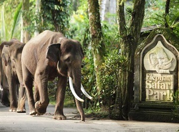 پارک فیل ­های بالی